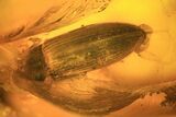 mm Fossil Beetle (Coleoptera) In Baltic Amber #123374-1